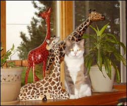 My Giraffes with my calico Jiffy